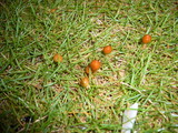 Marasmius aurantioferrugineus image
