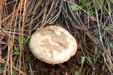 Amanita fallax image