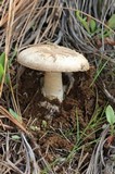 Amanita fallax image