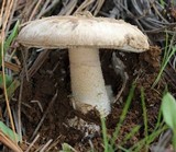 Amanita fallax image