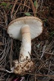 Amanita fallax image