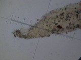 Amanita fallax image