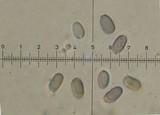 Amanita fallax image