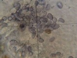 Amanita fallax image