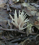 Alloclavaria purpurea image