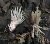 Alloclavaria purpurea image