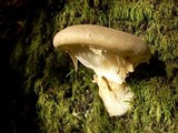 Pleurotus dryinus image