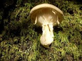 Pleurotus dryinus image