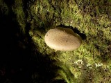 Pleurotus dryinus image