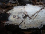 Scytinostromella heterogenea image