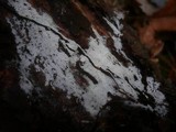 Sistotrema brinkmannii image
