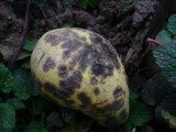 Venturia pirina image