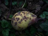Venturia pirina image