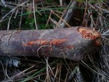 Phanerochaete sanguinea image