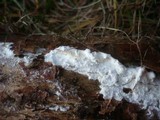 Postia rennyi image