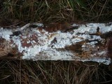 Postia rennyi image