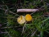 Hygrocybe ceracea image