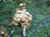 Phaeolepiota aurea image