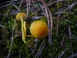 Hygrocybe ceracea image