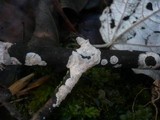 Exidiopsis effusa image