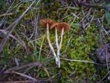 Galerina clavata image