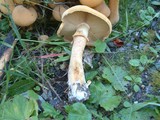 Phaeolepiota aurea image