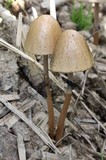 Panaeolus semiovatus image