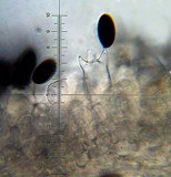 Panaeolus semiovatus image