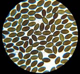 Panaeolus semiovatus image