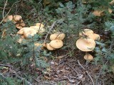 Phaeolepiota aurea image