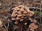 Gymnopus acervatus image