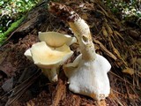 Neolentinus lepideus image