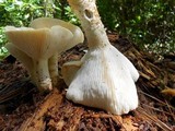 Neolentinus lepideus image