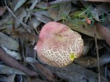 Heimioporus fruticicola image