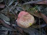 Heimioporus fruticicola image