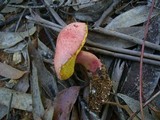Heimioporus fruticicola image