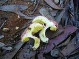 Heimioporus fruticicola image