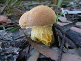 Austroboletus occidentalis image