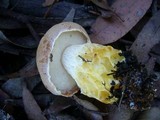 Austroboletus occidentalis image