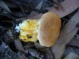 Austroboletus occidentalis image