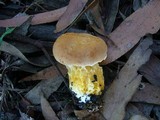 Austroboletus occidentalis image