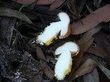 Austroboletus occidentalis image