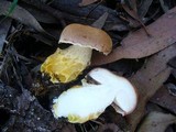 Austroboletus occidentalis image