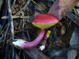 Boletellus obscurecoccineus image