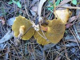 Suillus bovinus image