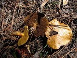 Suillus bovinus image