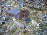 Neolentinus dactyloides image