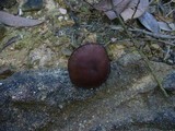 Neolentinus dactyloides image