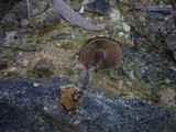 Neolentinus dactyloides image