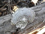 Cerrena unicolor image